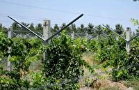 جذب تسهیلات برای تاکستان‌ های خلیل‌ آباد