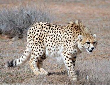 ثبت حضور ۲ قلاده یوزپلنگ آسیایی در جوین