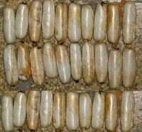 کشف یک کیلوگرم تریاک بلعیده‌ شده در بردسکن