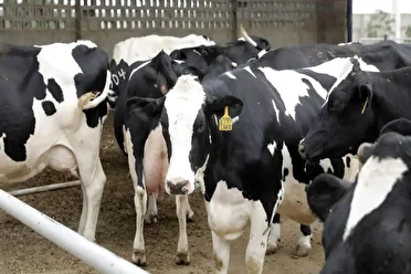 پیشگیری از ورود سویه جدید تب برفکی به خراسان رضوی، نیازمند تامین اعتبار