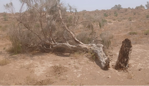 هشت تن چوب «تاغ» قاچاق در گناباد کشف شد