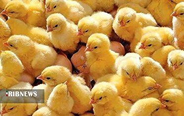 جوجه ریزی بیش از یک میلیون و ۶۰۰ هزار قطعه جوجه در مرغدرای‌های خراسان شمالی