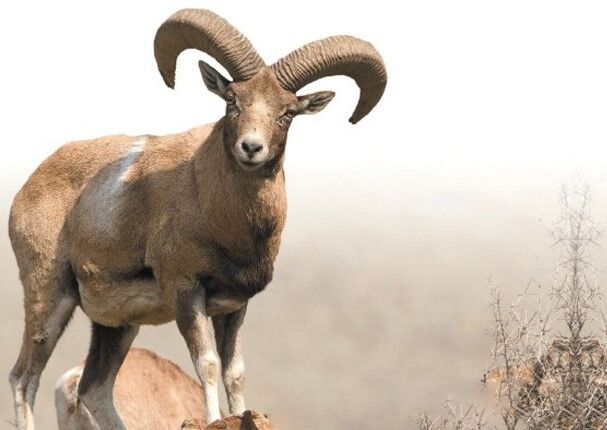 کشف سلاح و لاشه حیوانات وحشی از شکارچیان غیرمجاز در تربت‌حیدریه