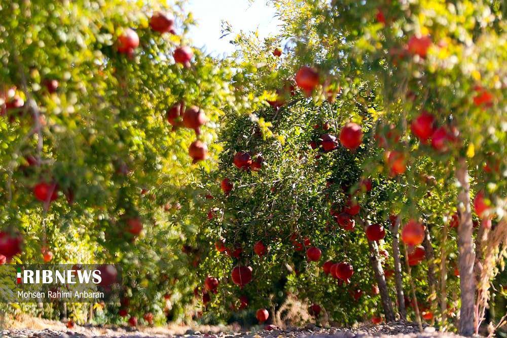 پیام خراسان