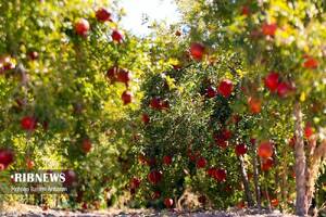 پیام خراسان