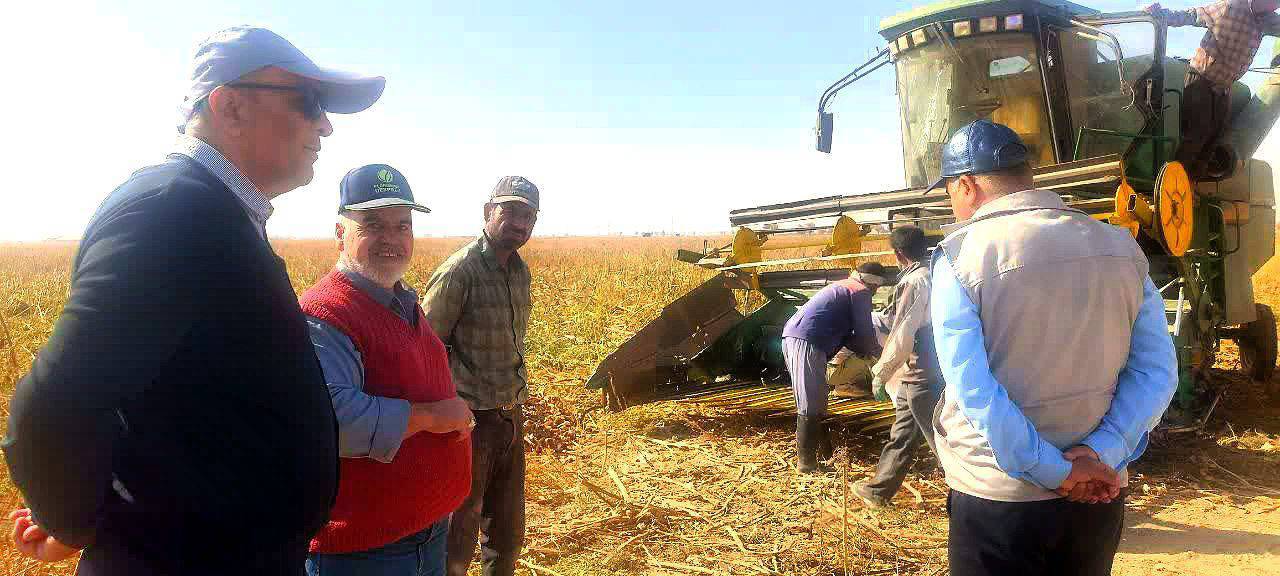 برداشت بیش از ۱۲۰ تن تخمه آفتابگردان از مزارع مشهد