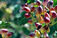 برداشت بیش از ۴۵۰۰ تن پسته از باغ های مشهد