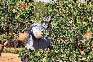 پیام خراسان