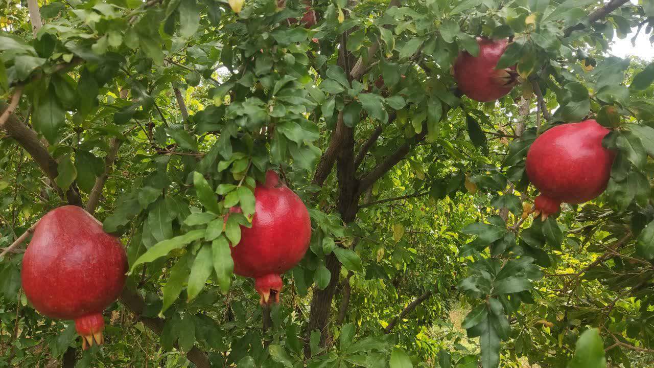 پیام خراسان