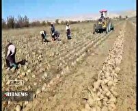 شیرینی کام کشاورزان با برداشت چغندر قند در مانه