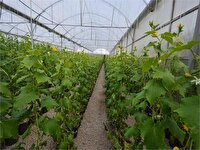 پرداخت ۷۳ میلیارد تومان تسهیلات اشتغالزایی به نیازمندان خراسان جنوبی