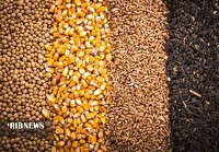 توزیع ۱۷۶ هزار و ۳۵۶ تن نهاده دامی در خراسان شمالی