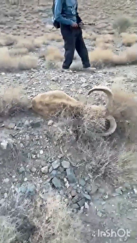 نجات یک راس قوچ وحشی در طبس با همت کوهنوردان قاینی