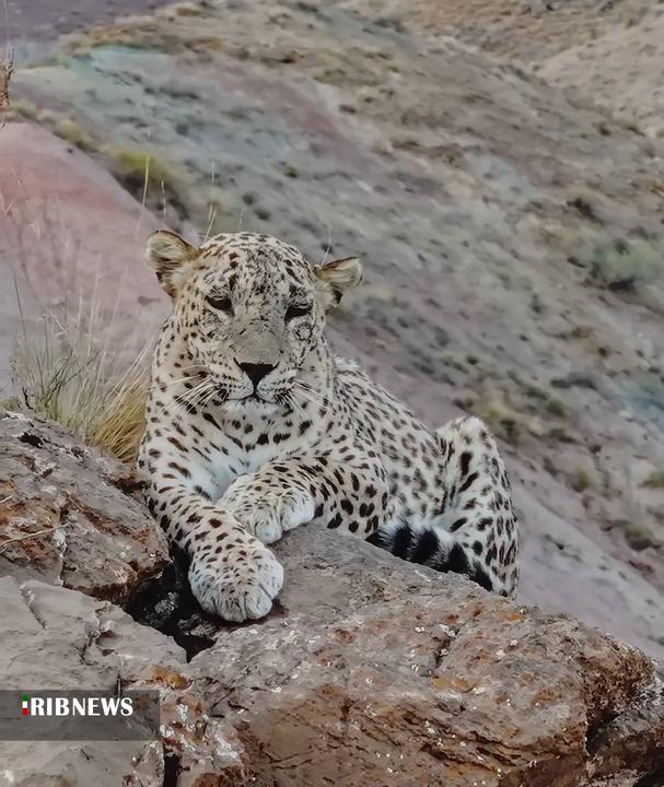 پیام خراسان