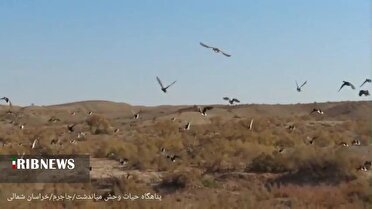 حضور پرندگان مهاجر در آبگیر‌های میاندشت جاجرم