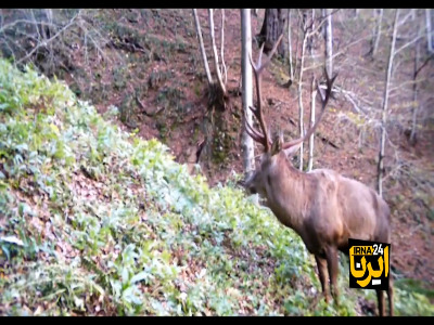 ثبت تصاویر مرال در جنگل‌های هیرکانی