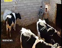 مایه کوبی دام‌های خراسان شمالی در مبارزه با تب برفکی