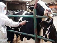 آغاز واکسیناسیون لمپی اسکین دامی در مناطق روستایی و عشایری خراسان جنوبی