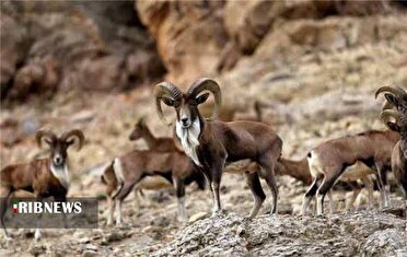 کاهش جمعیت حیات وحش پارک ملی گلستان