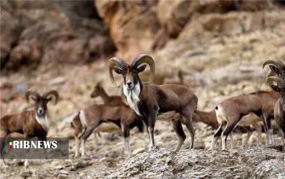 پیام خراسان