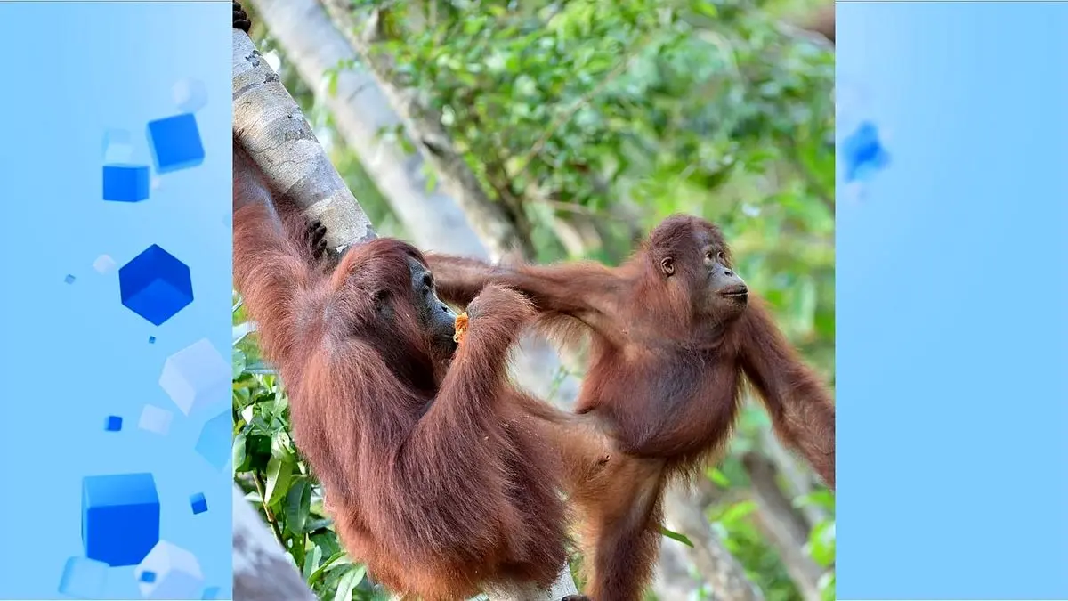 اولین بوسه ۲۰ میلیون سال پیش با انسان های عاشق آغاز نشد