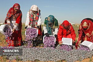 آغاز فصل برداشت زعفران از مزارع تربت حیدریه