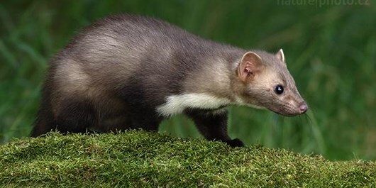 پیام خراسان