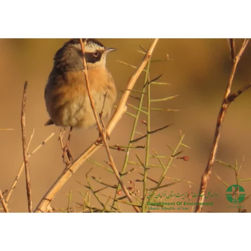 پیام خراسان