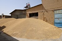 دامداران خراسان جنوبی اطلاعات سامانه‌های مربوطه این حوزه را به‌روزرسانی کنند