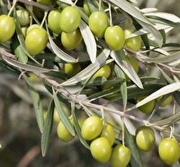 پیش‌بینی برداشت ۷۰ تن زیتون از باغات خراسان جنوبی