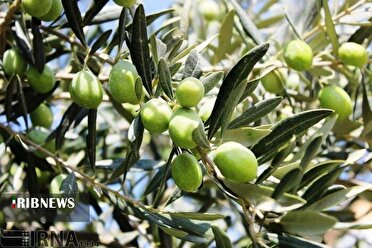 اختصاص ۱۴۵ هکتار از اراضی خراسان شمالی به کشت زیتون