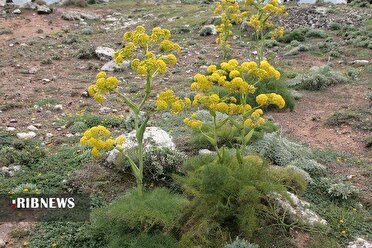 احیای ۱۸۰ هکتار از مراتع بجنورد برای توسعه گیاه دارویی باریجه