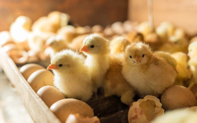 پیام خراسان