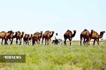 تولید ۱۱۰ تن گوشت شتر در خراسان شمالی
