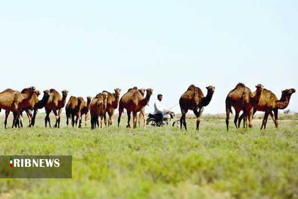 پیام خراسان