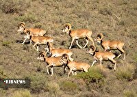 پایان سرشماری پاییزه حیات وحش در خراسان شمالی