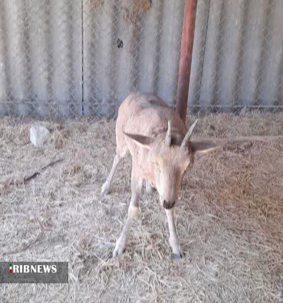 پیام خراسان