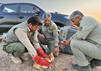 نجات و رهاسازی گربه شنی در خواف