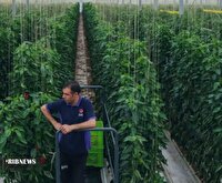 اختصاص هزار و ۲۱۰ میلیارد ریال اعتبار برای حمایت از کشاورزان در شیروان