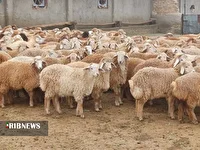 پرداخت 65 میلیارد تومان تسهیلات برای پروار بندی دام در خراسان شمالی