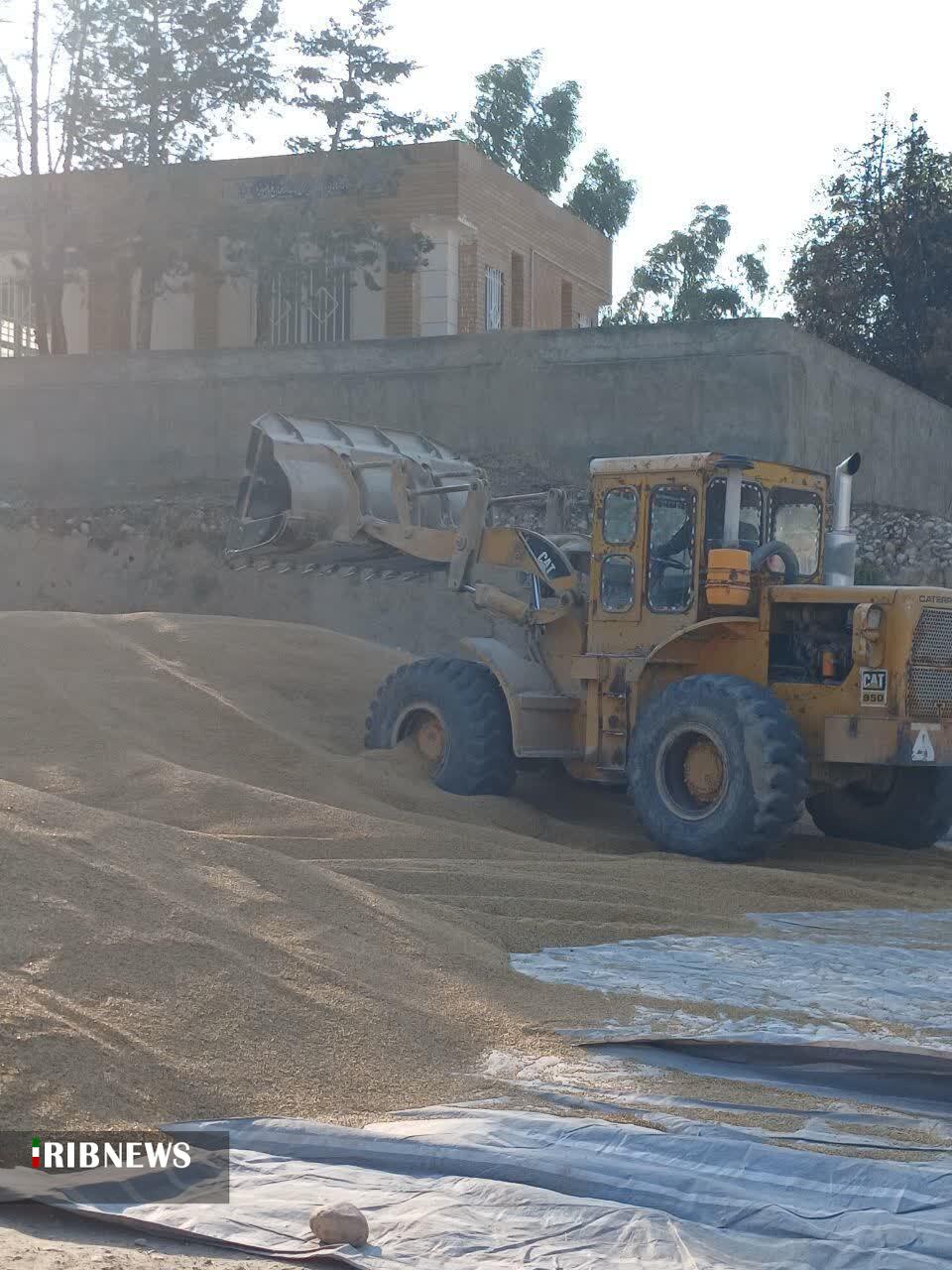 تأمین نهاده دامی برای عشایر کوچرو در مناطق قشلاقی استان گلستان