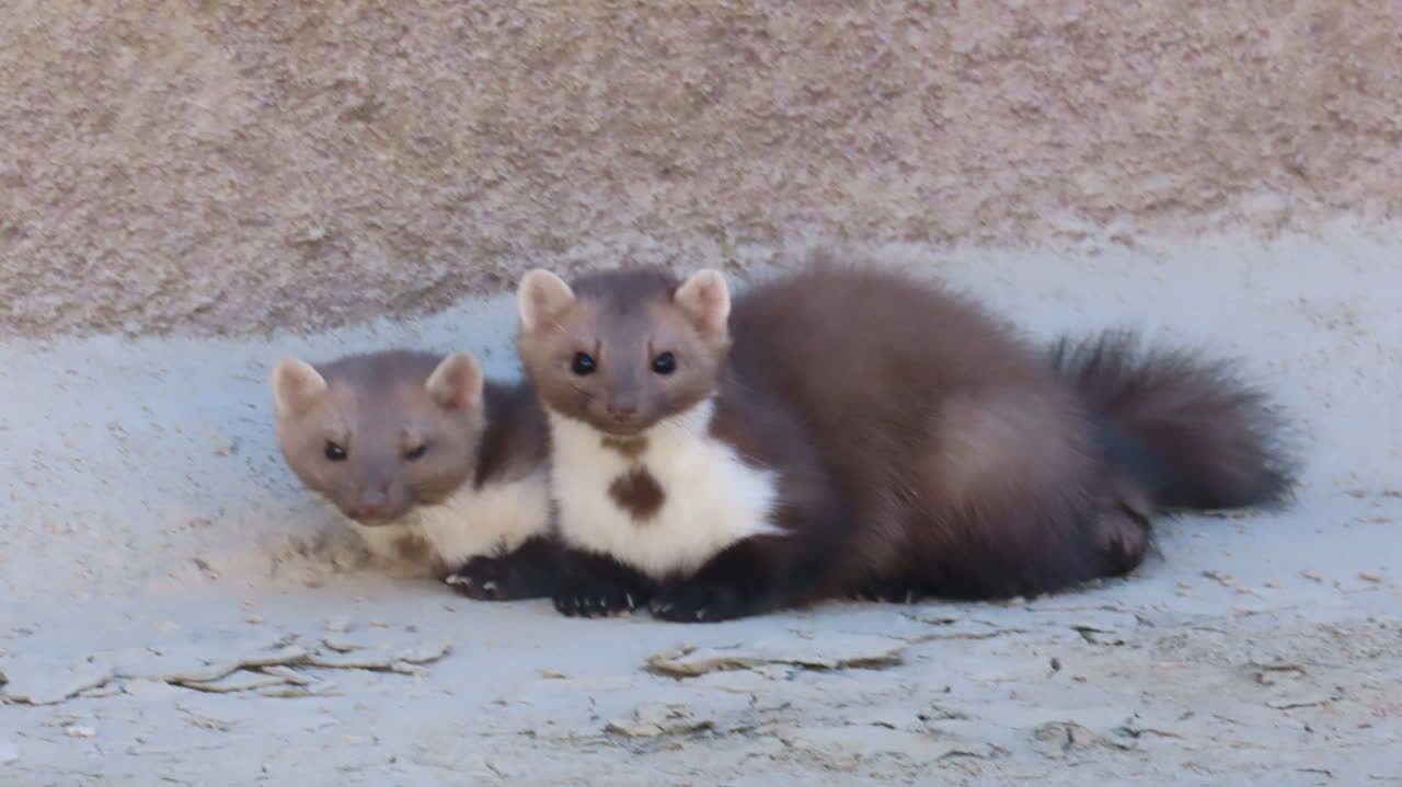 پیام خراسان