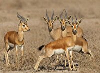 کشف لاشه سه رأس آهو در پناهگاه حیات وحش شیراحمد سبزوار