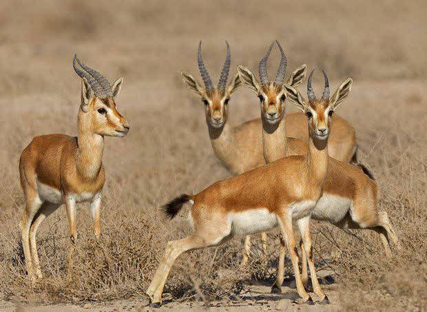 پیام خراسان