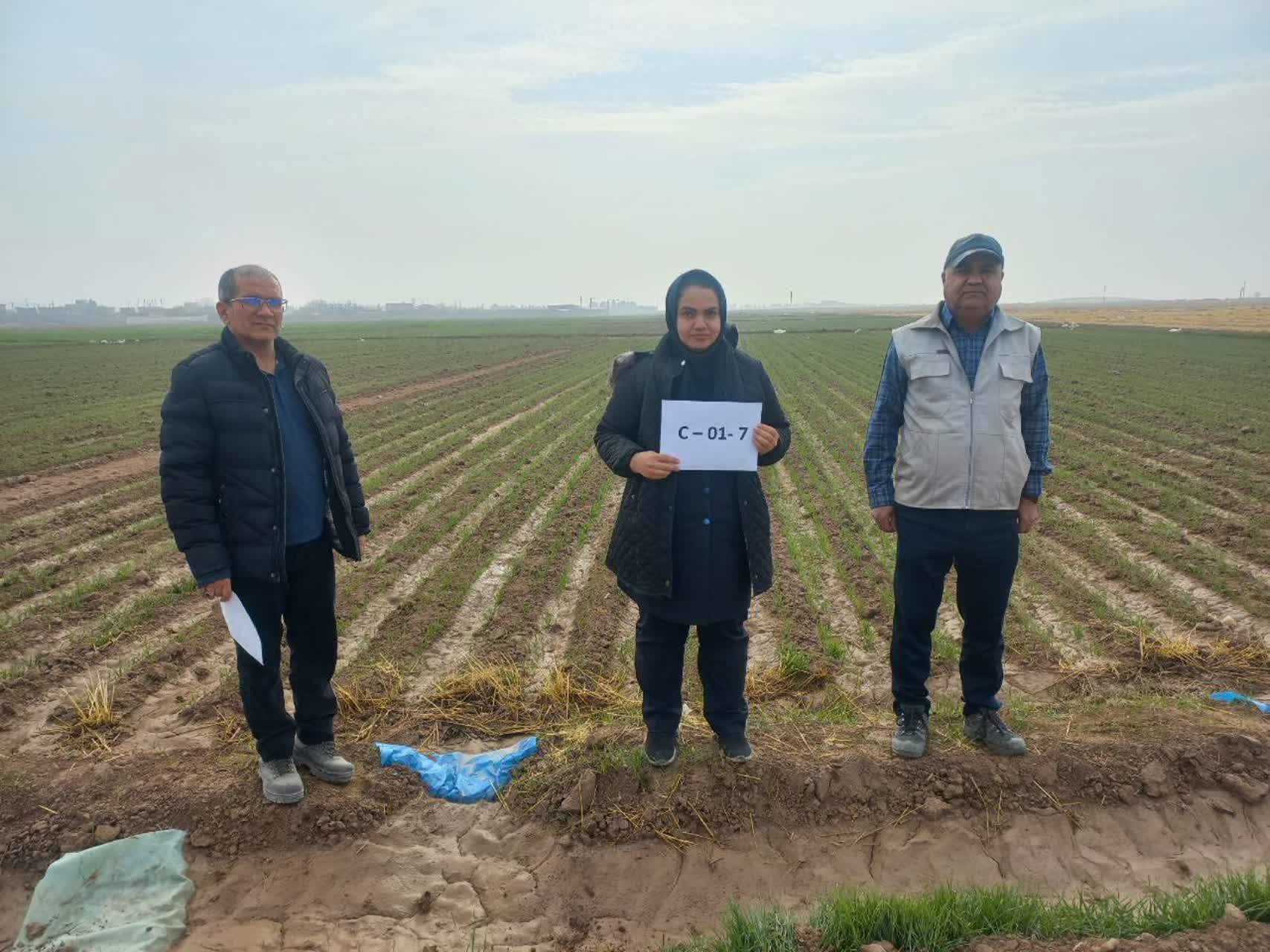 کشت آزمایشی دو رقم جدید گندم در مشهد