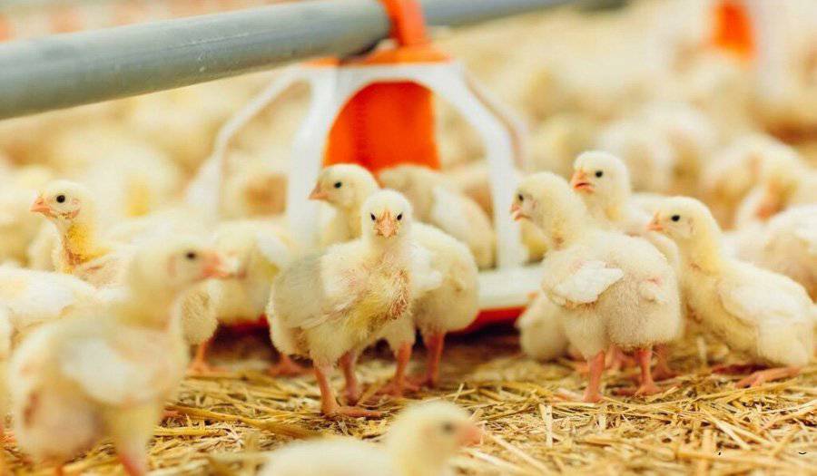 پیام خراسان