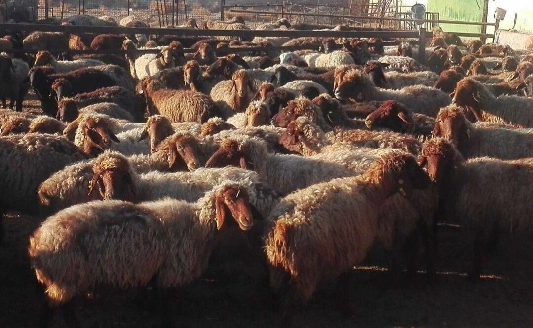 تخصیص ۴۸ میلیارد ریال تسهیلات پروار بندی به دامداران خوشاب