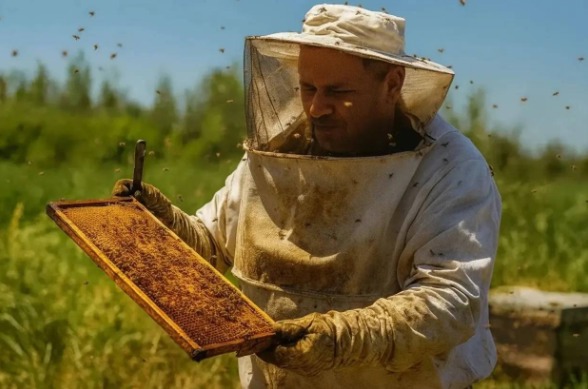 تولید سالانه ۶۰۰ تن عسل در مشهد