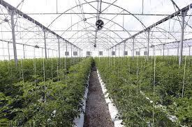 وجود ۴۰۸ گلخانه در مقیاس‌های مختلف در خراسان جنوبی