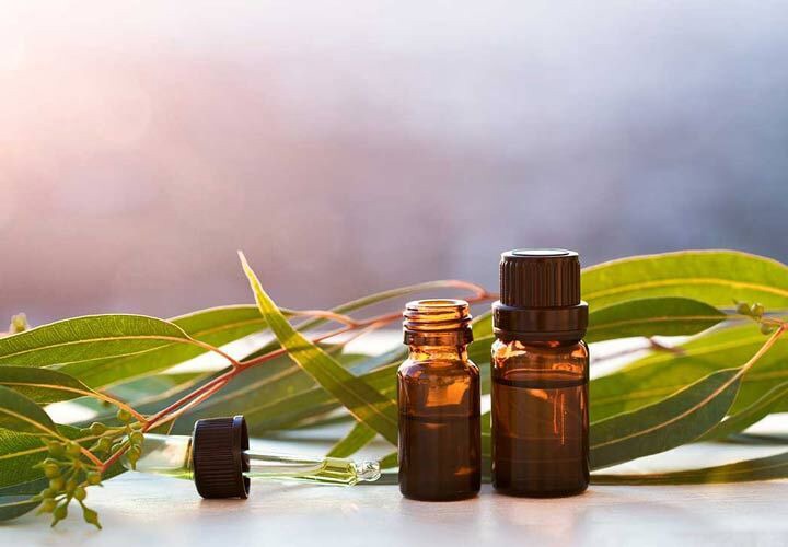 خواص اکالیپتوس و مضرات خطرناک آن را بشناسید